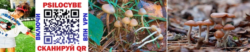 Галлюциногенные грибы Psilocybe  что такое   omg зеркало  Урень 